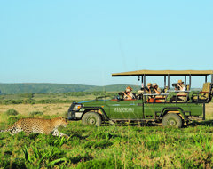 South Africa Shamwari Safari Leopard