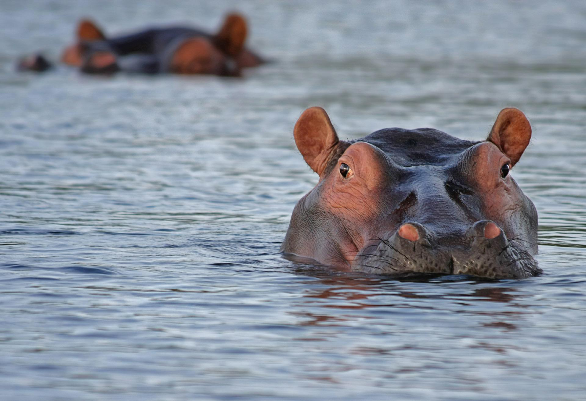 Africa South Durban St Lucia Lake Hippo Hippopotomus Safari