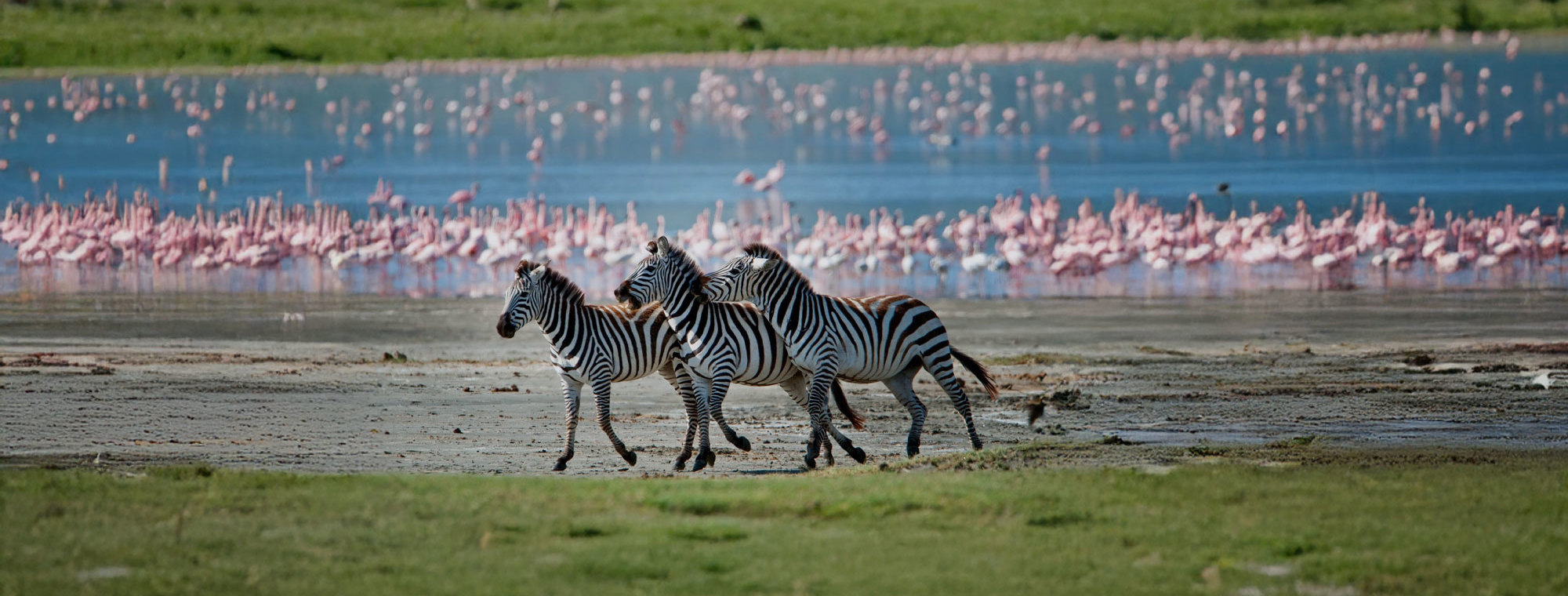 Tanzania Zebras Destination Page Hero