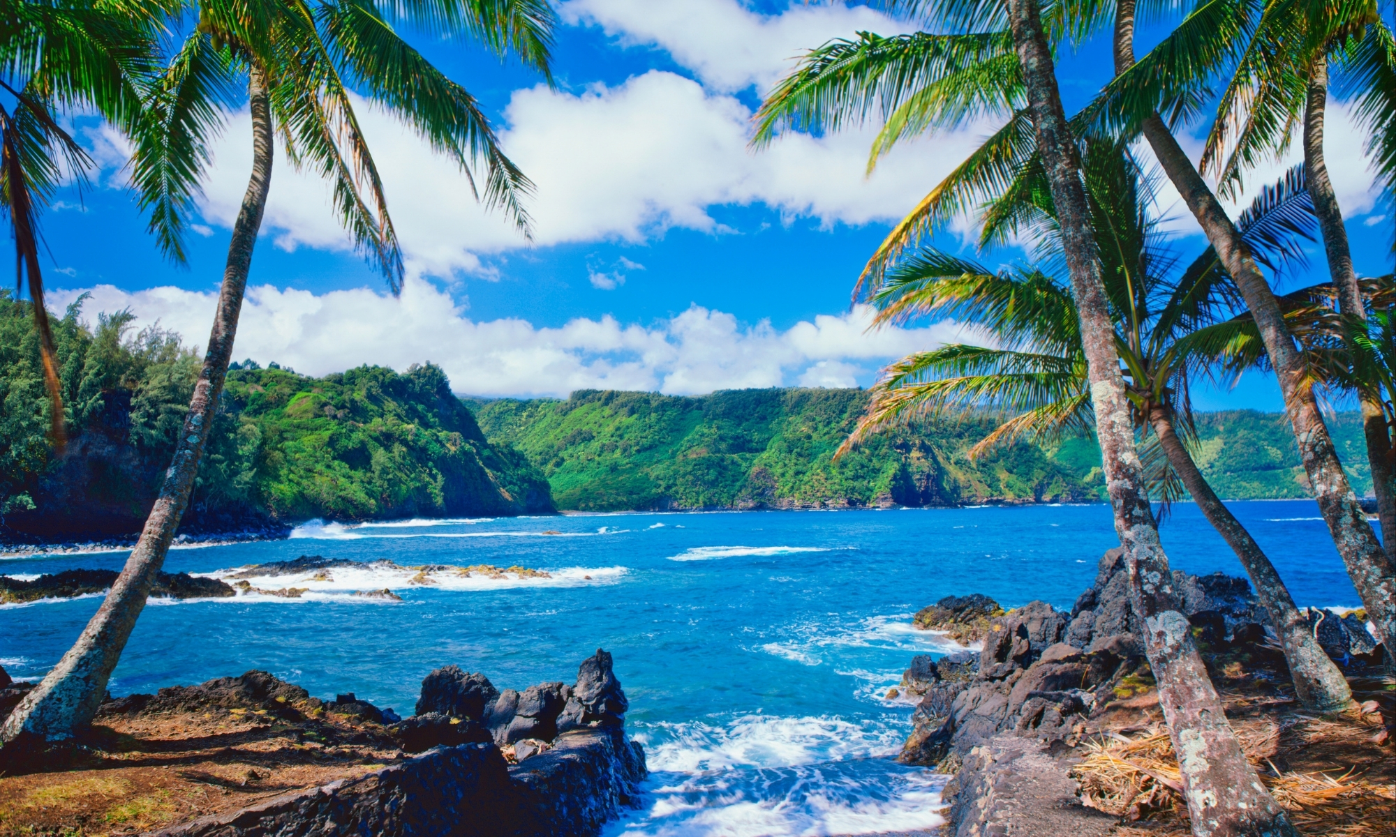 Usa Hawaii Big Island Palm Trees Beach Best Places To Book A Trip In America Tour Dark Overlay Collections Expert Travel Advice Guided Vacations