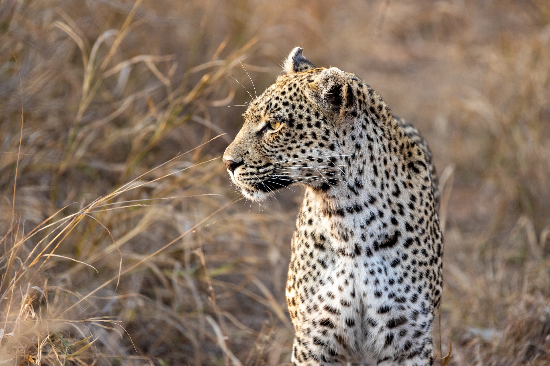 South Africa Leopard Treadright Wildlife