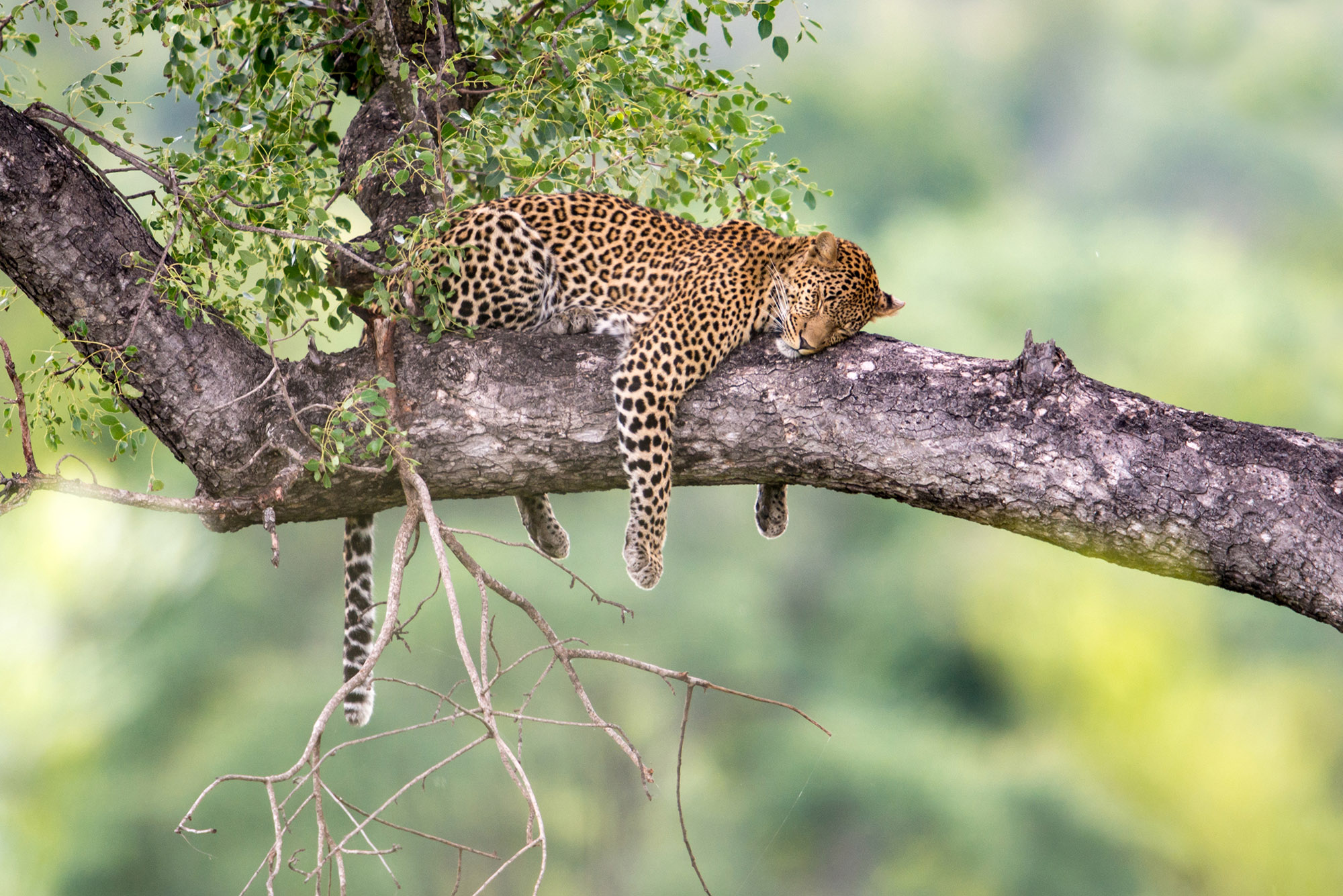 Africa Tanzania Serengeti National Park Leopard Sleeping In Tree