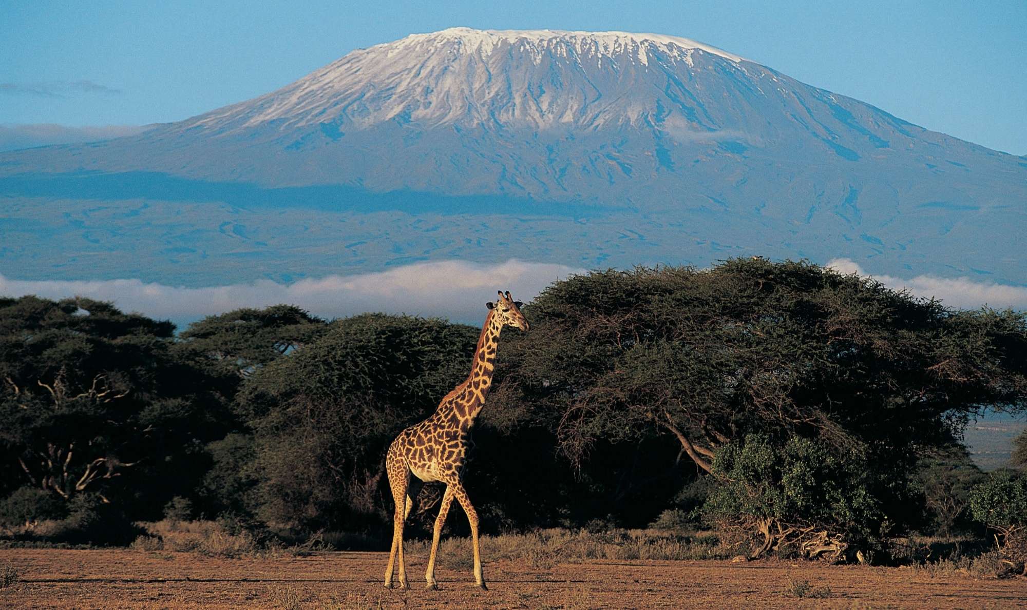Kenya Savannah Kilimanjaro Giraffe Safari Expert Travel Advice Iconic Photos To Take Around The World