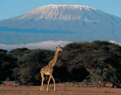 Kenya Savannah Kilimanjaro Giraffe Safari Expert Travel Advice Iconic Photos To Take Around The World