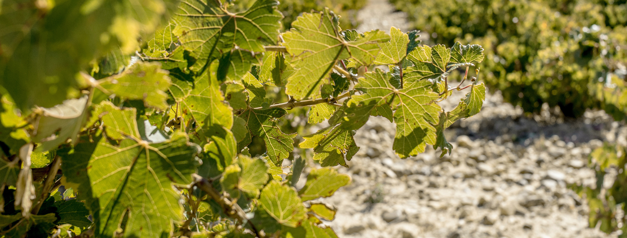 Expert Wine Vineyard Spain Sandy Soil Sun Mountain Grape Leaves Leaf
