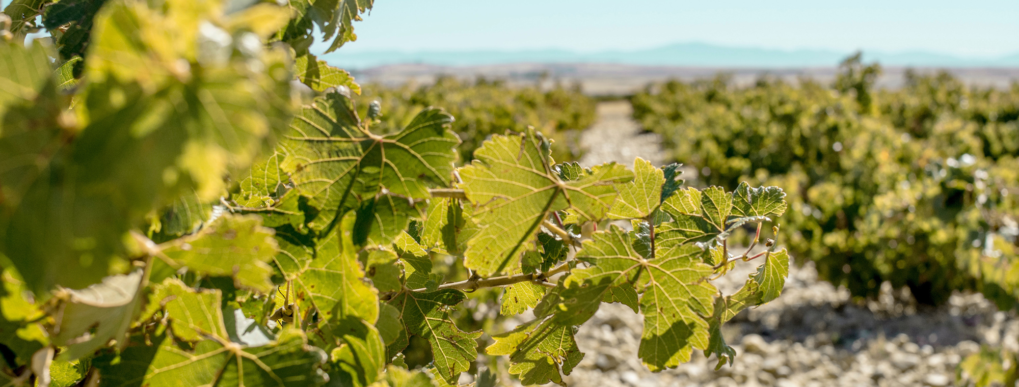 Expert Wine Vineyard Spain Sandy Soil Sun Mountain Grape Leaves Leaf