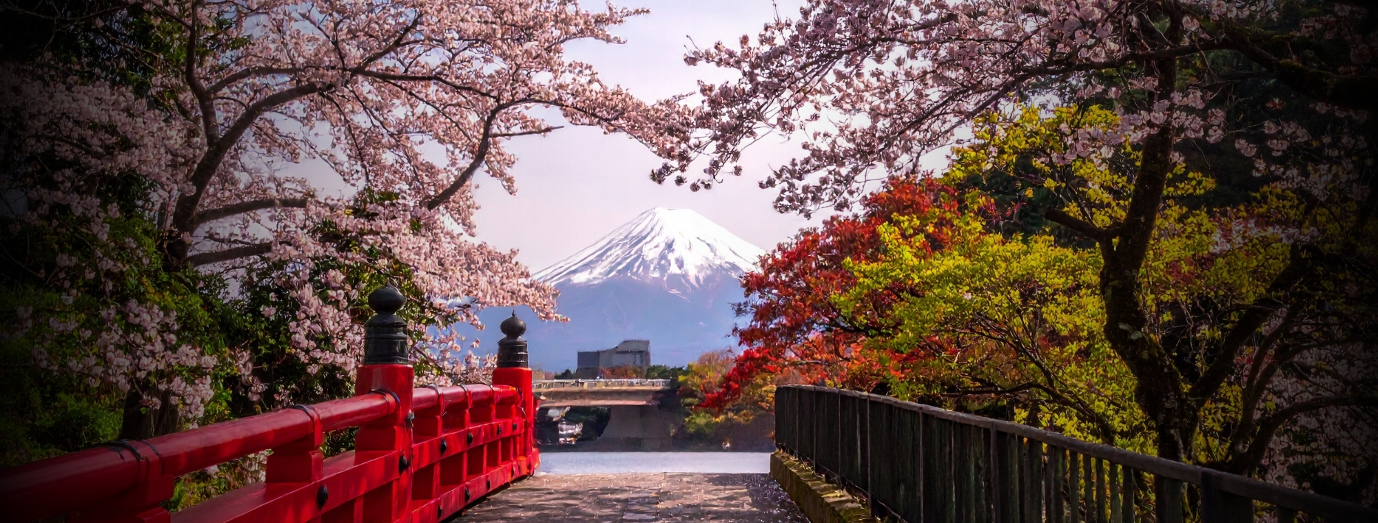 Japan Fuji Blossoms Bridge Expert Travel Advice Tint