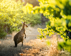 Kangaroo In Vineyard