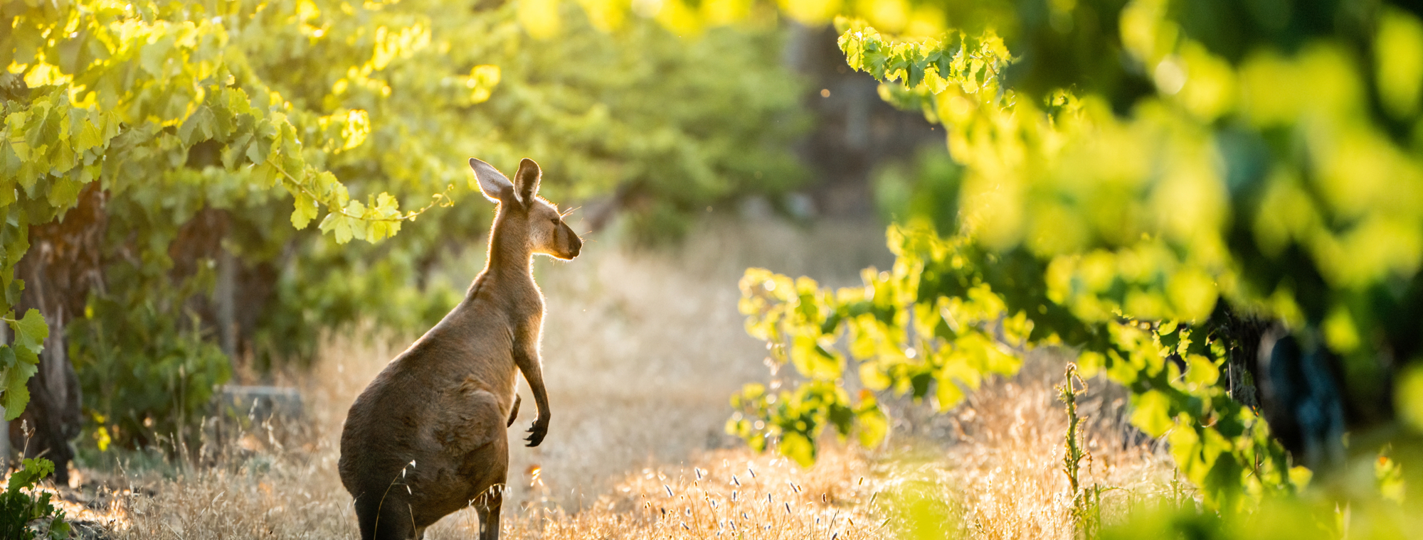 Kangaroo In Vineyard