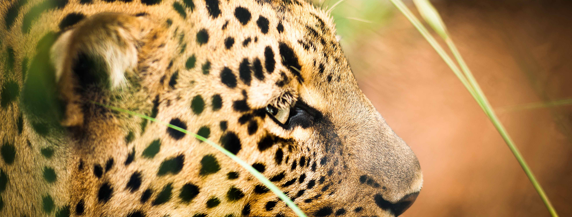 Cape Leopard Treadright Trust Expert Close Up