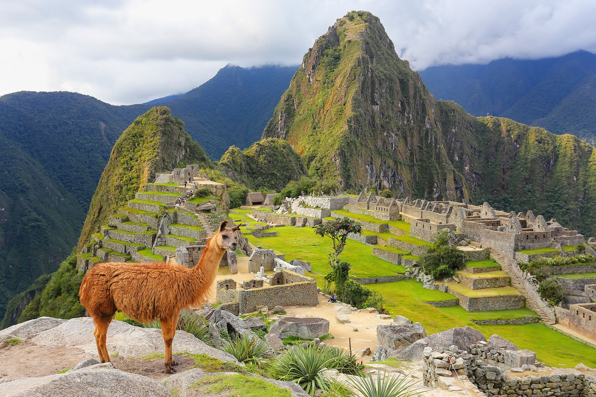 Peru Machu Picchu Llama