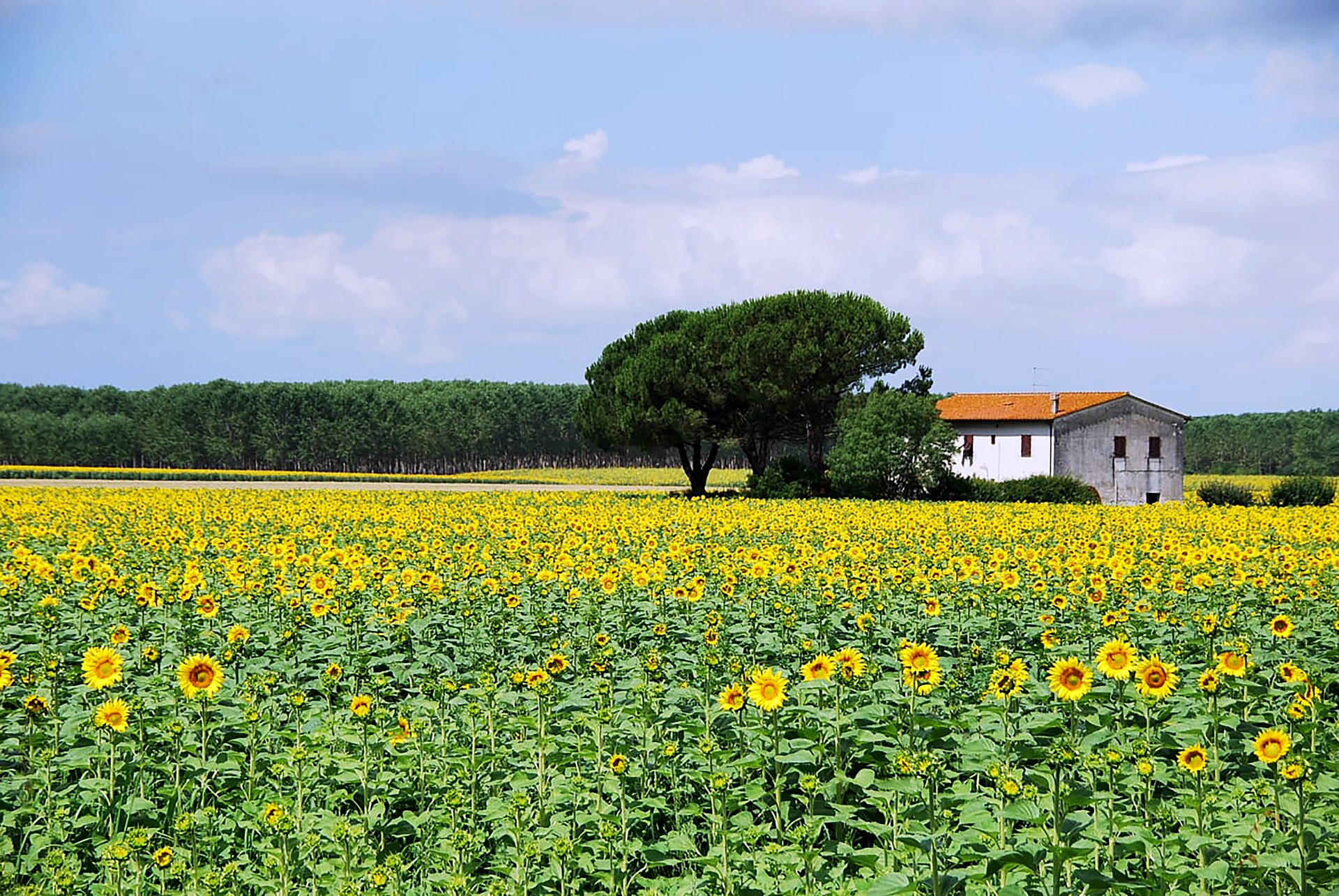 Italy Tuscany Sunflowers House Tree Feild