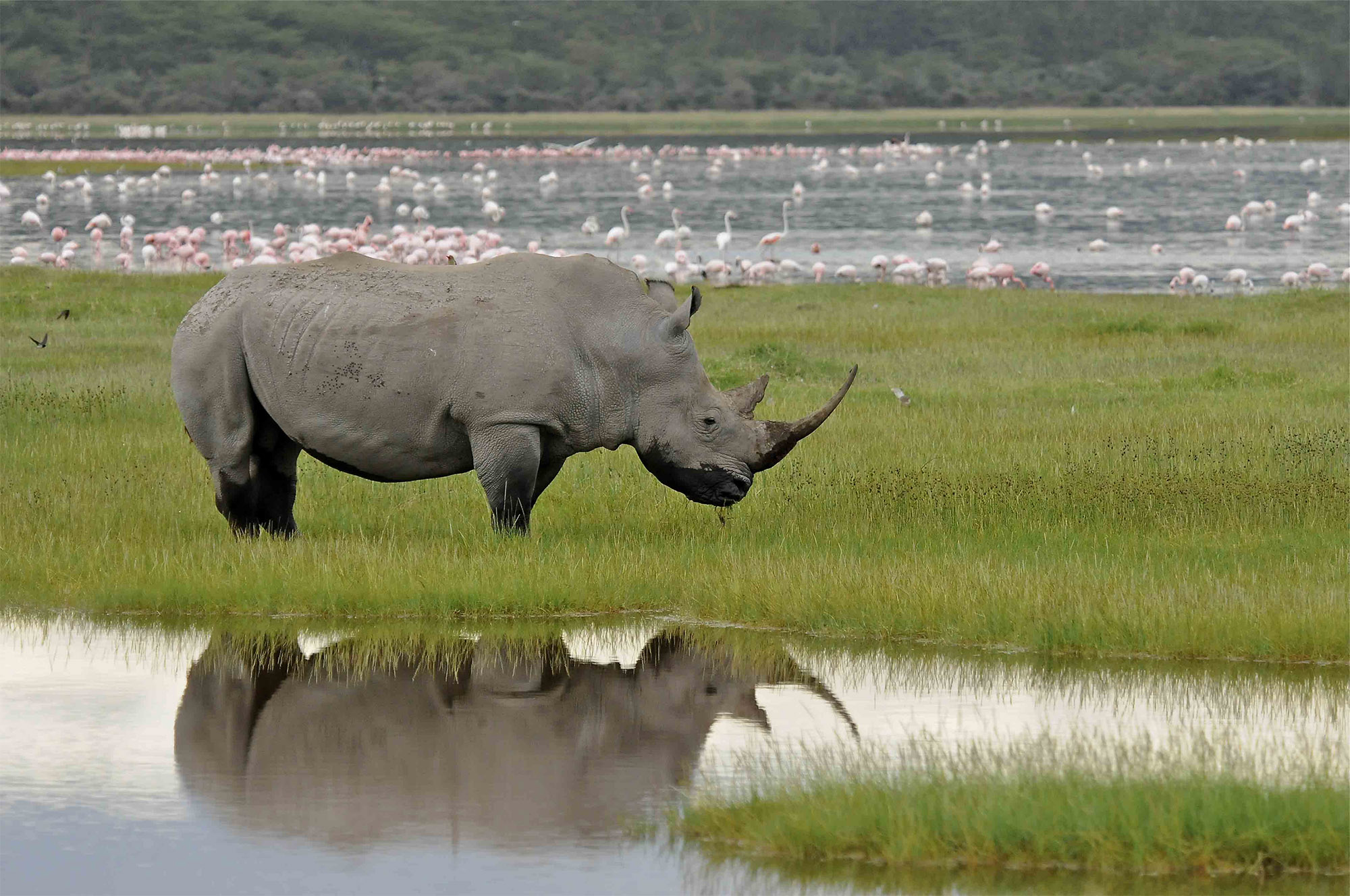 Africa Tanzania Rhino At Lake Nakuru