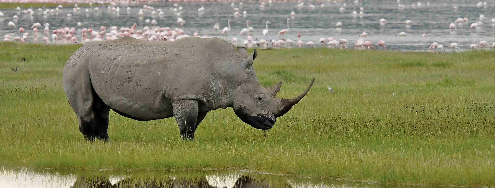 Africa Tanzania Rhino At Lake Nakuru