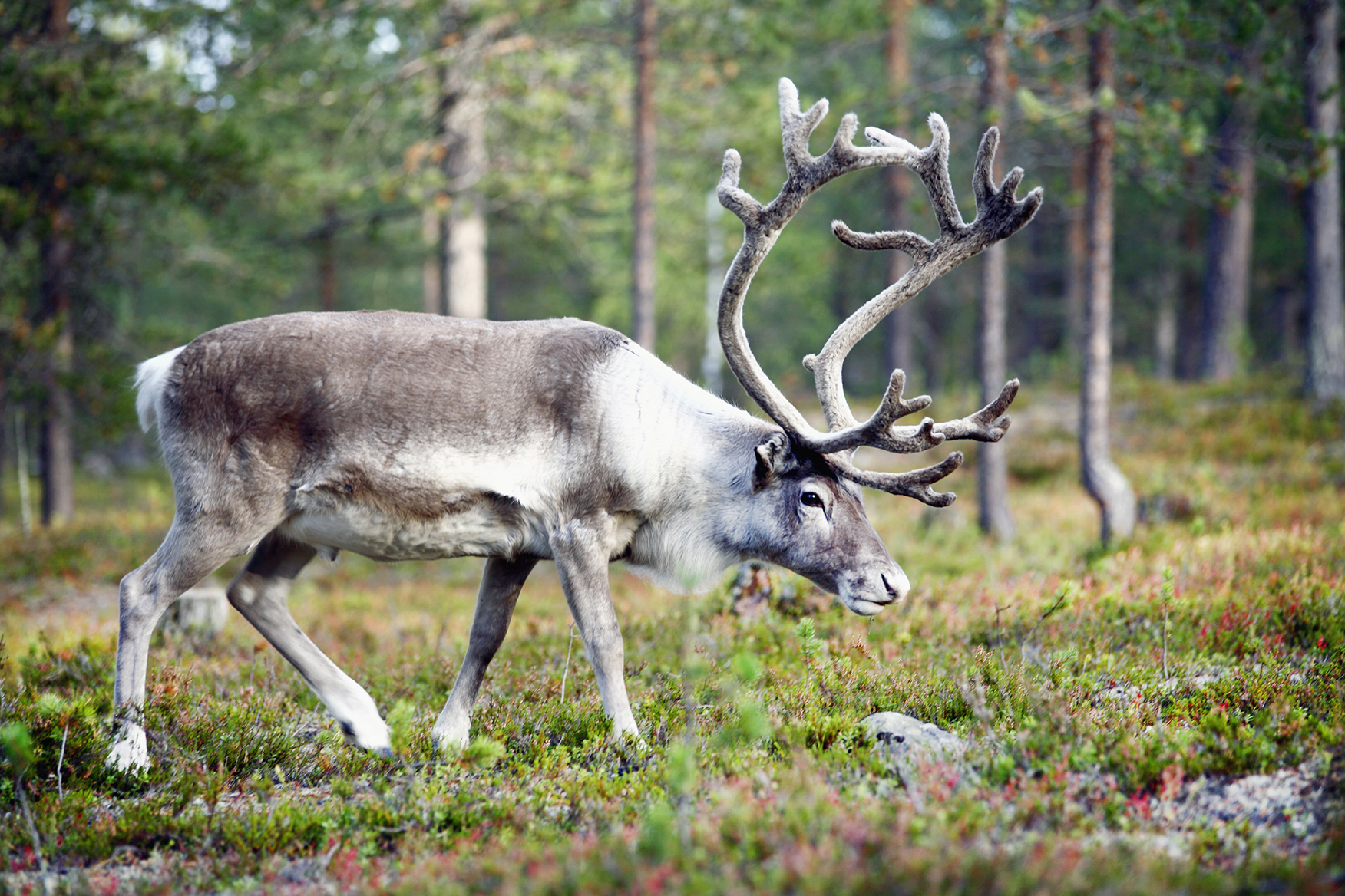 Scandinavia Finland Finnish Lapland Reindeer Sweden Deer Expert Advice Summer