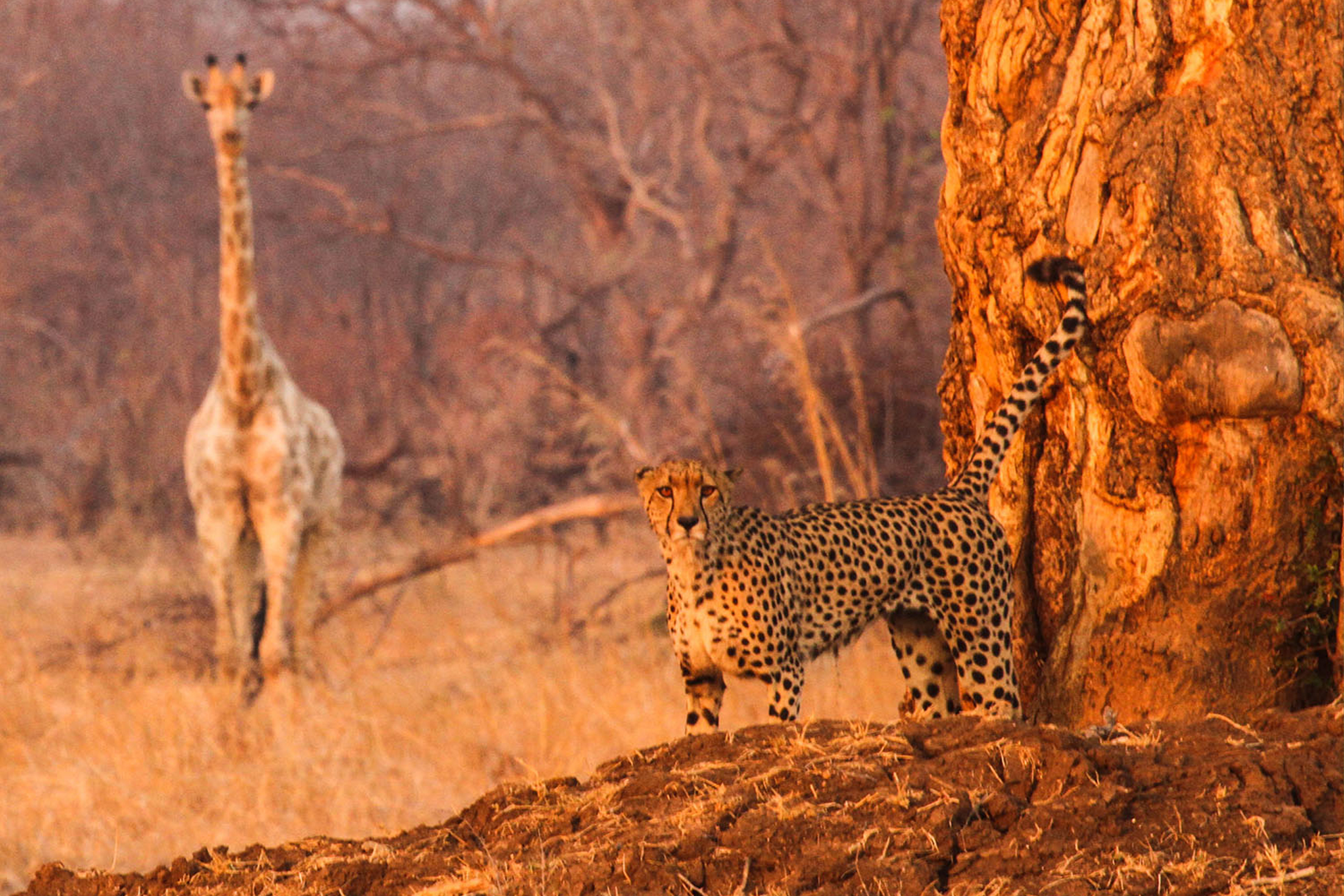 South Africa Giraffe Bush Cheetah