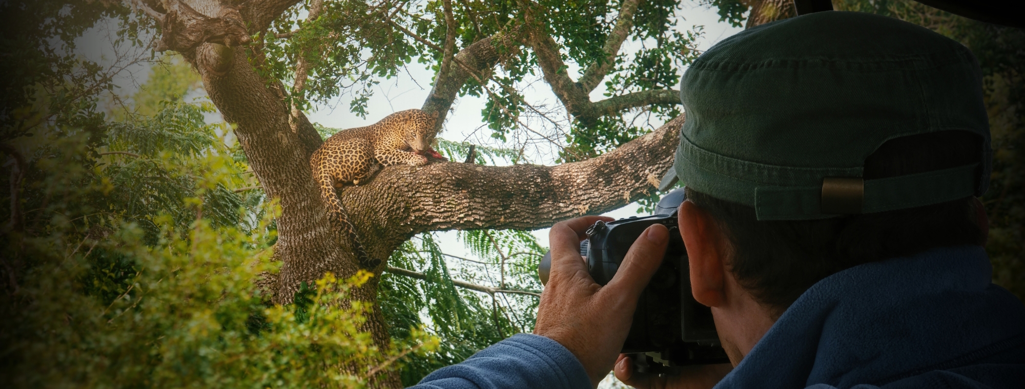 Africa Safari Leopard Photography Tips Travel Pictures Advice Tinted