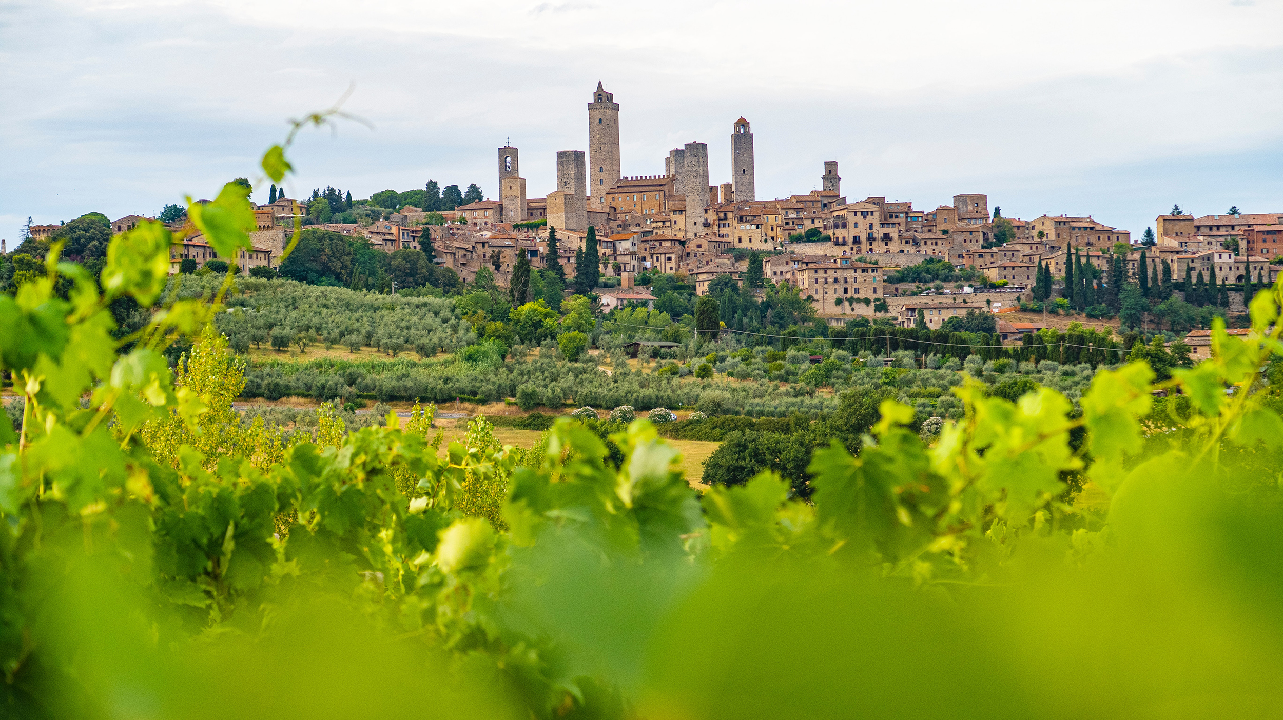 Italy San Gimignano Tuscany Wine Vineyard Hill Expert Vine