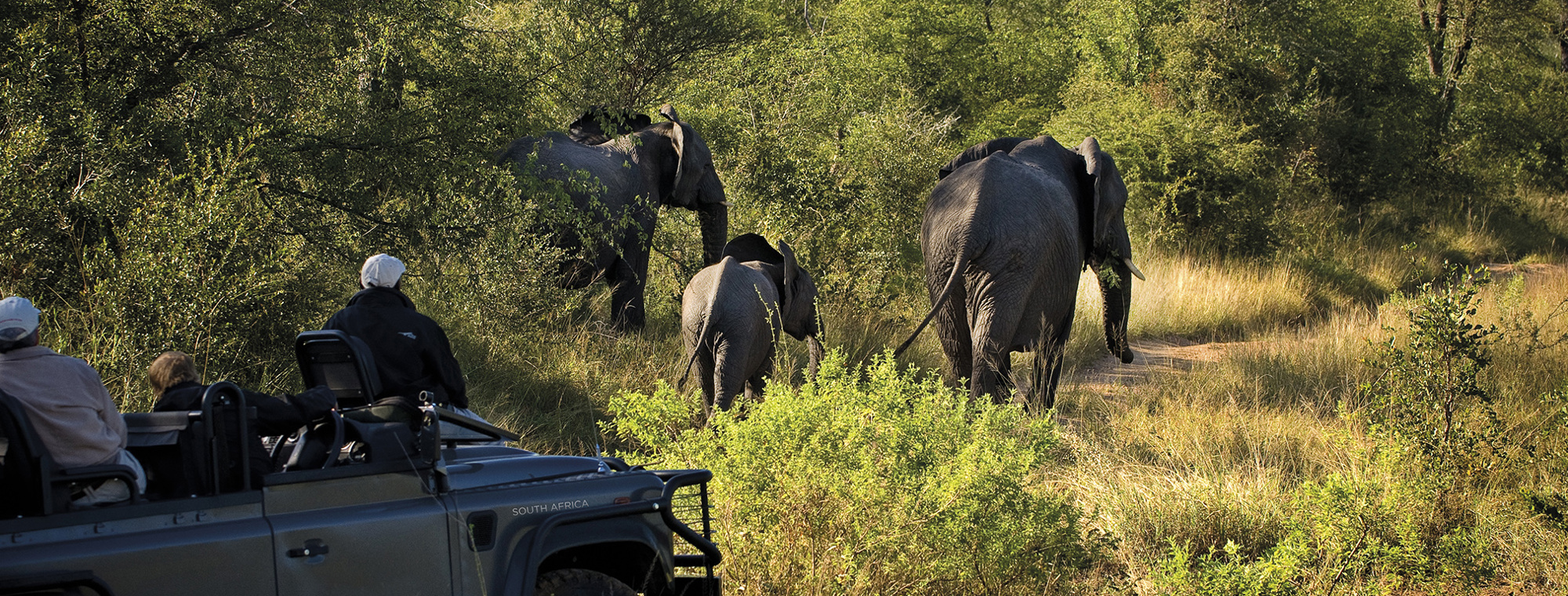 Africa South Africa Elephant Safari Wildlife Animals Poachers Protect Jeep 4X4 Bush Tour Guided Bushguides Expert Travel Advice