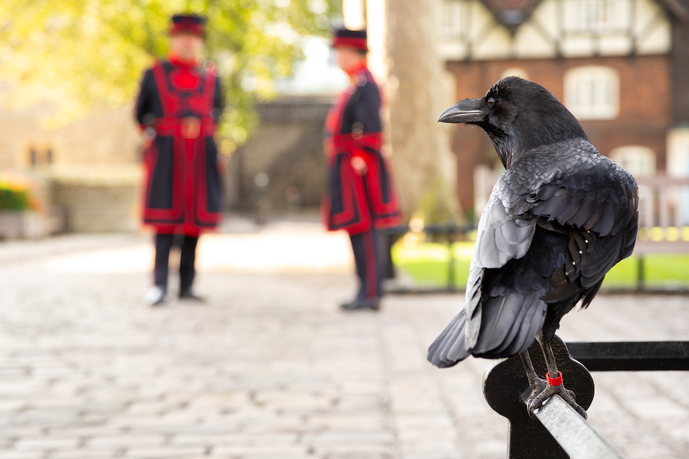 Expert Travel Advice On Sightseeing Raven Tower Of London Uk Great Britain England Bird Yeoman Warders