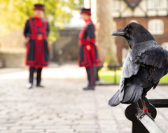 Expert Travel Advice On Sightseeing Raven Tower Of London Uk Great Britain England Bird Yeoman Warders