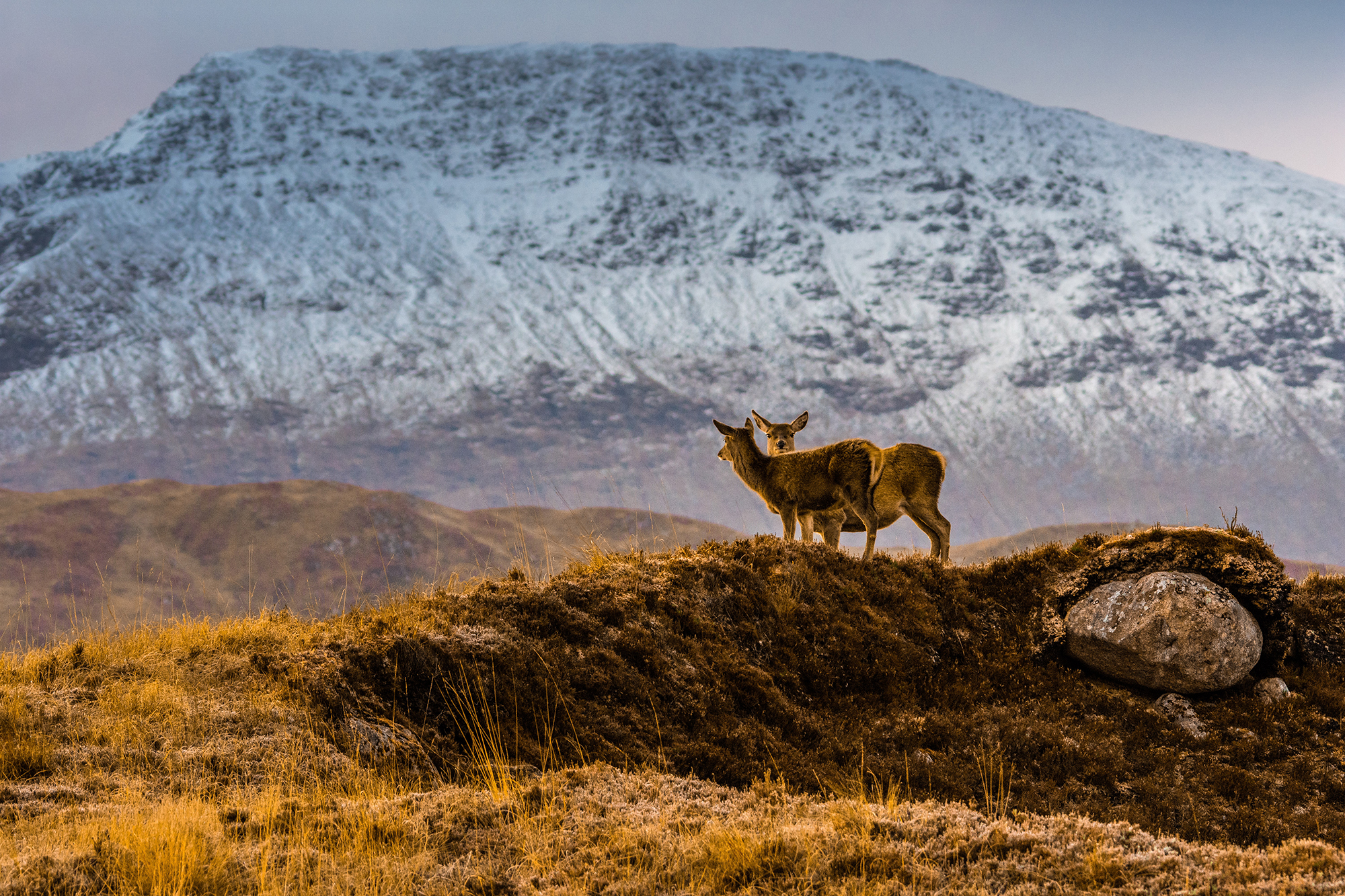 Scotland Highlands Glenco Mountains Red Tail Deer Glen Coe Expert (1)