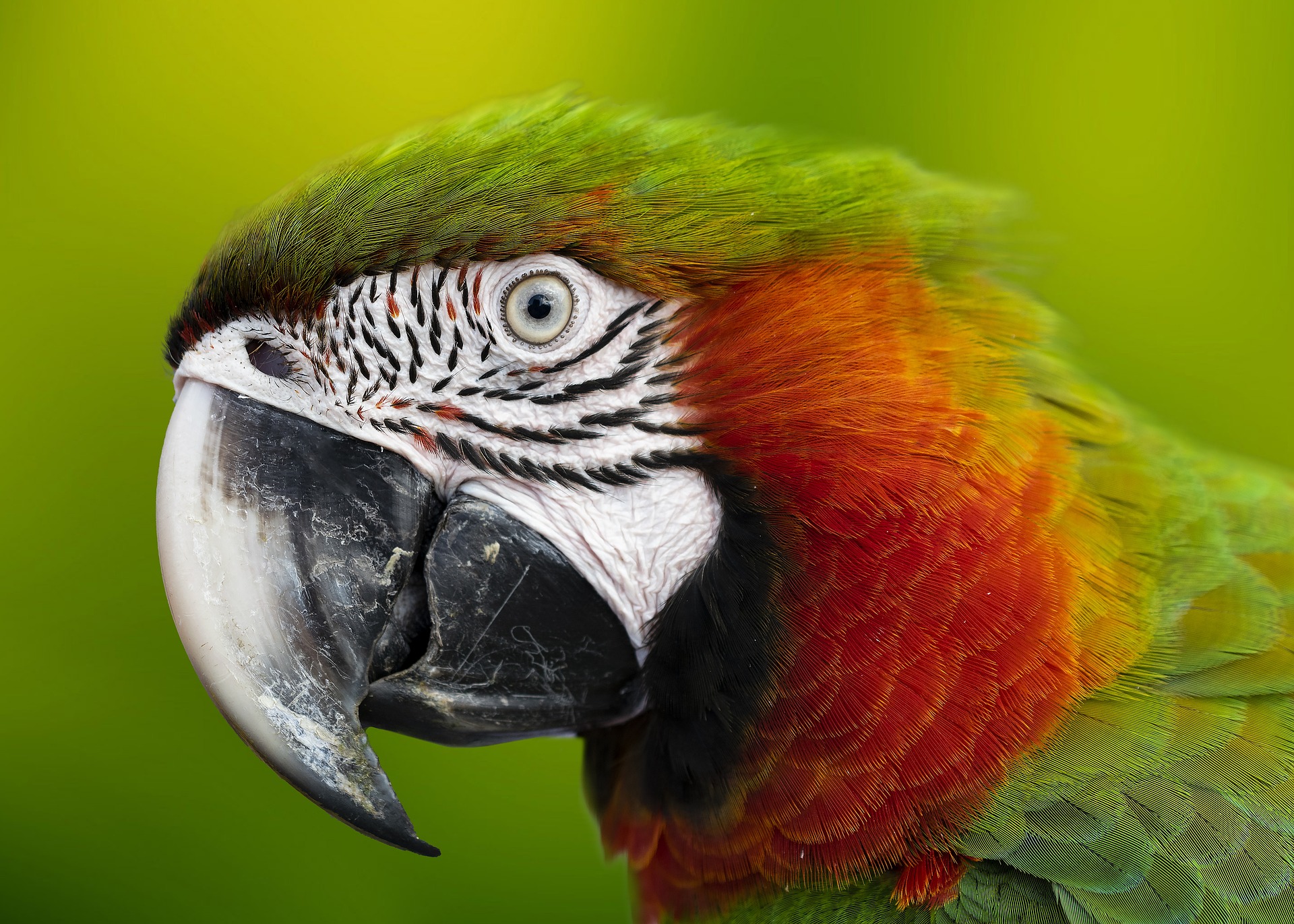 Colorful green and red Macaw parrot from the Peruvian Rainforest. 