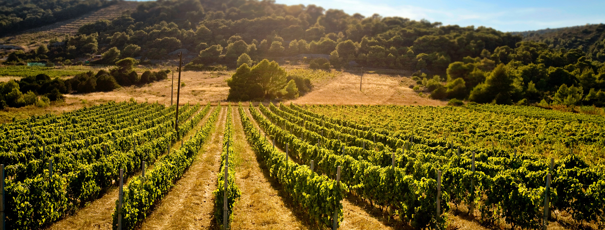 Croatia Wine Expert Vineyard Vines Grapes Sunny Hillside