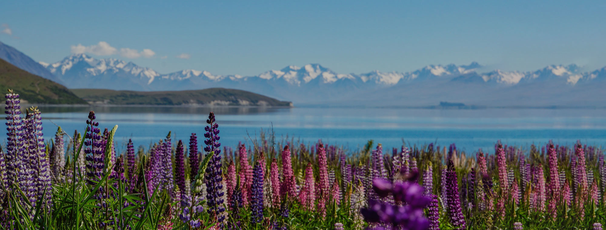 New Zealand Tours Lake Tekapo South Island