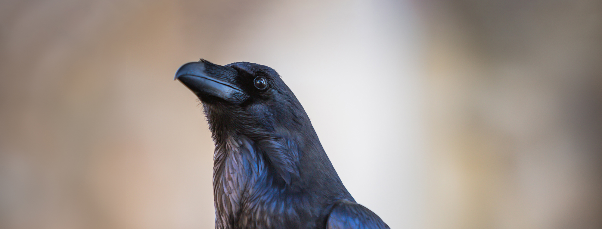 Expert Travel Advice On Sightseeing Raven Tower Of London Uk Great Britain England Bird Cropped