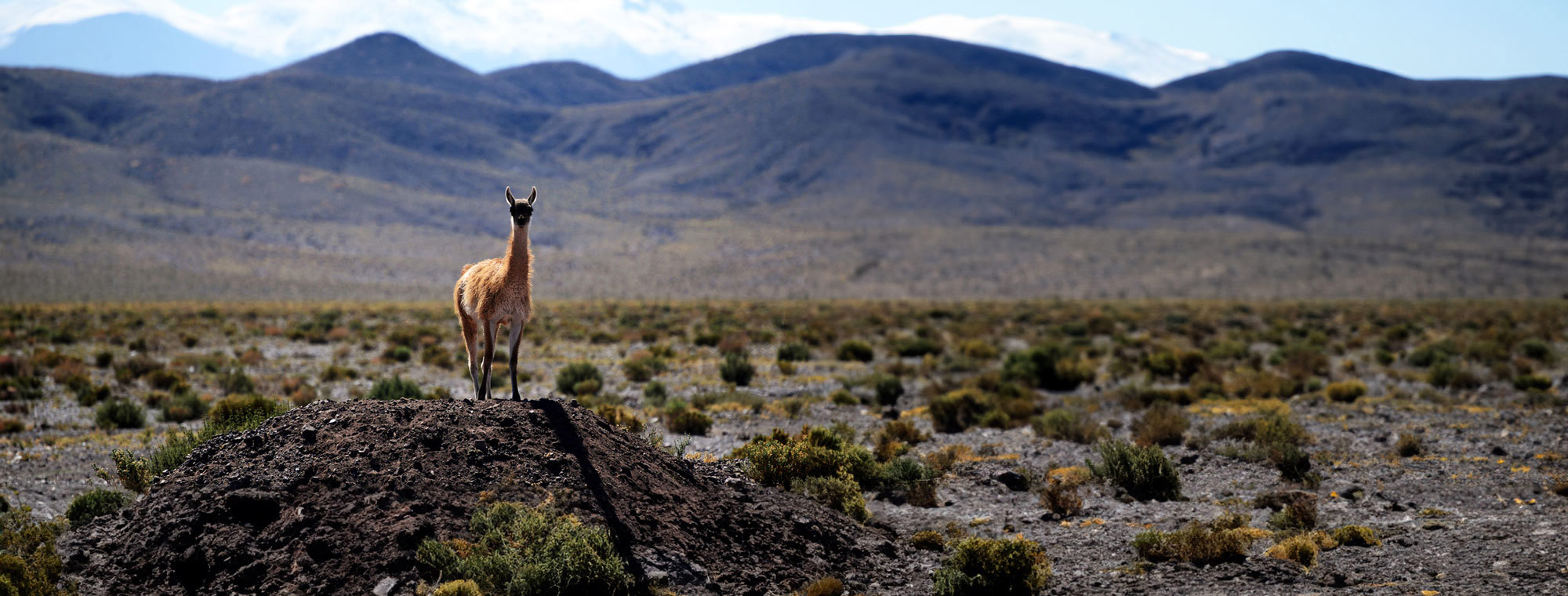 Chile Vicuna Llama Desert Blue Sky