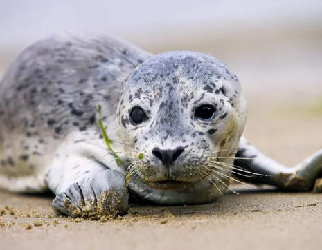 Expert Mtm Make Travel Matter Treadright Ireland Seal Rescue Center Treadright