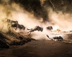 Botswana Wildebeest Great Migration River Leaping