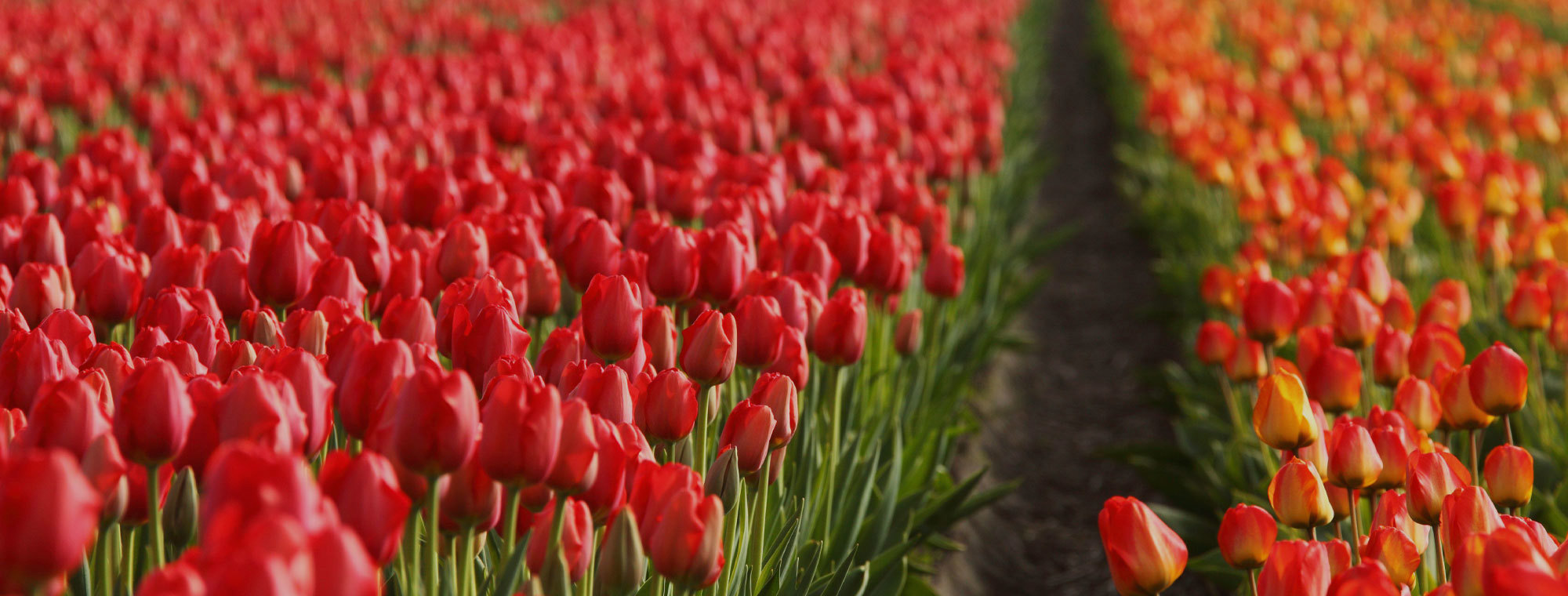Netherlands Tours Red Tulips Amsterdam