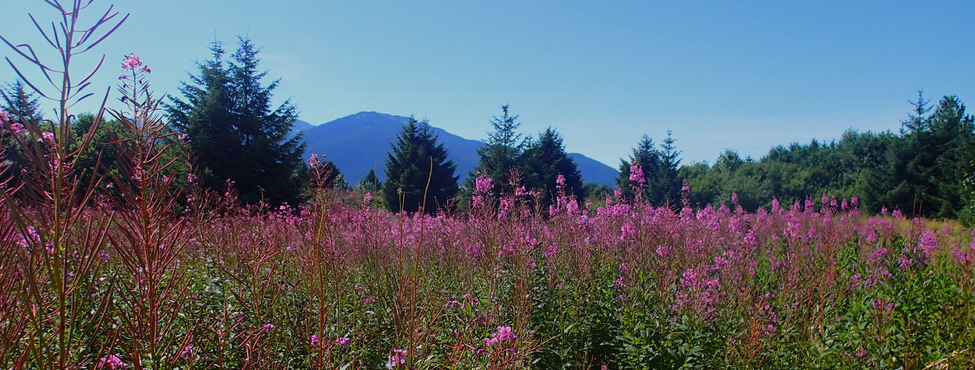 Alaska Tours Juneau
