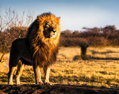 Lion Staring Into Sunset