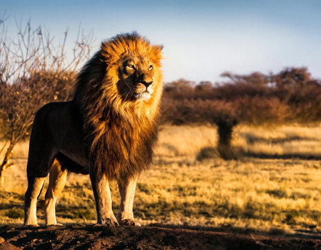 Lion Staring Into Sunset