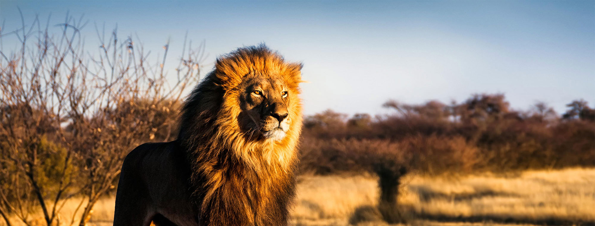 Lion Staring Into Sunset
