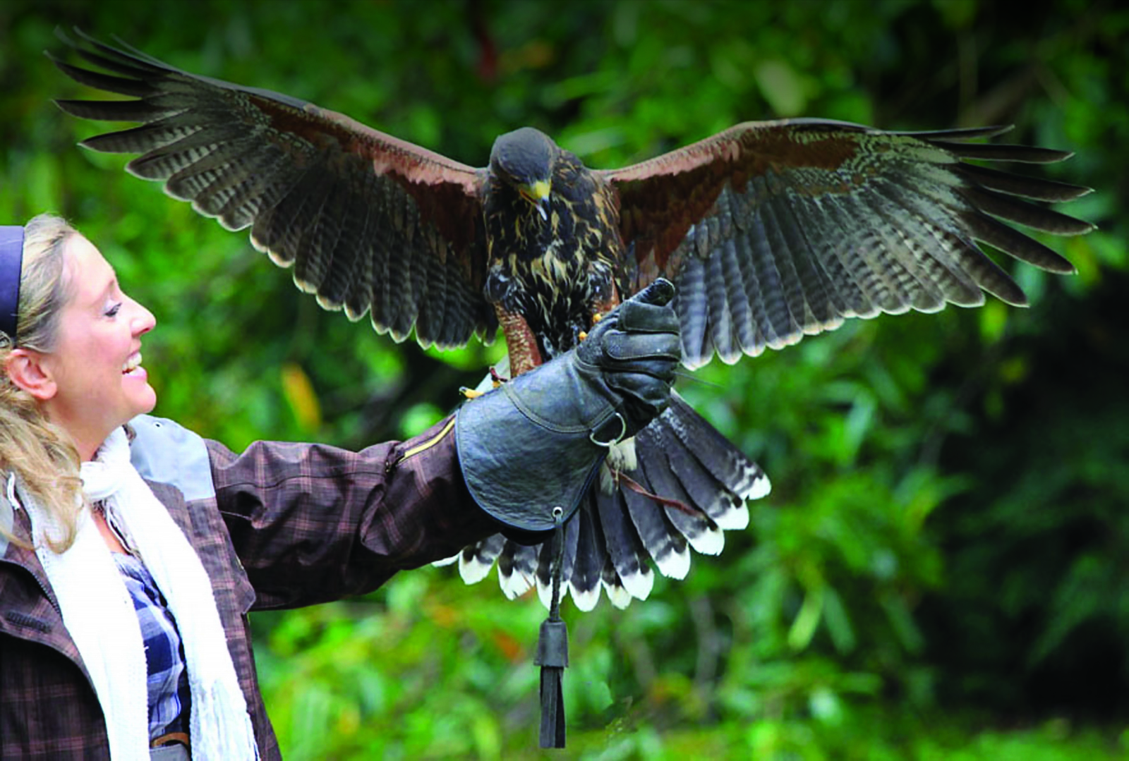 Ireland Ashford Falconry School Falcon Woman Expert Flight