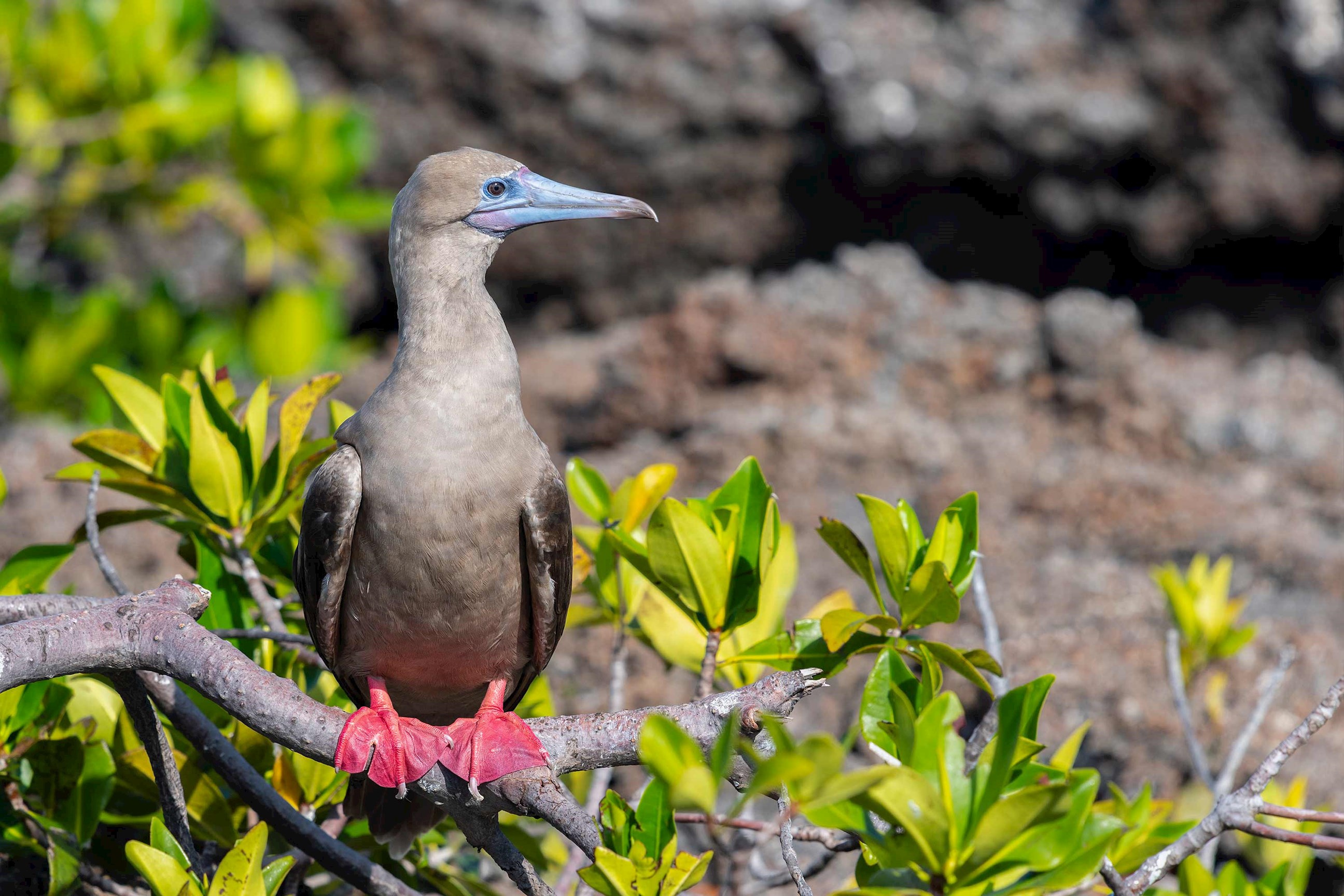 Red Footed Booby Genovesa Island Ecuador 12