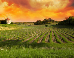 France Saint Emilion Vineyards At Sunset