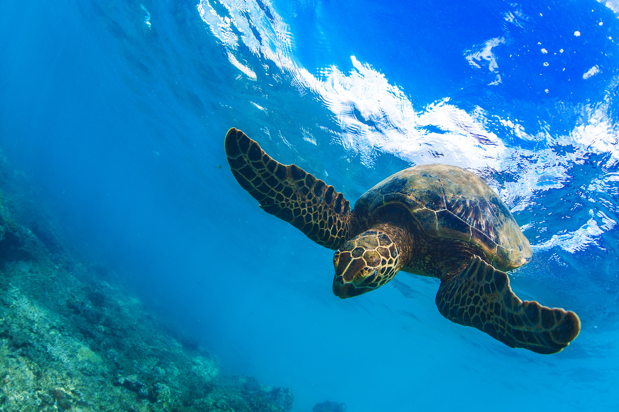 New Zealand Sea Turtle Underwater