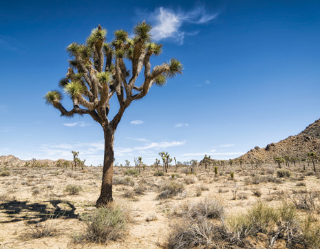 Usa Joshua Tree National Park California