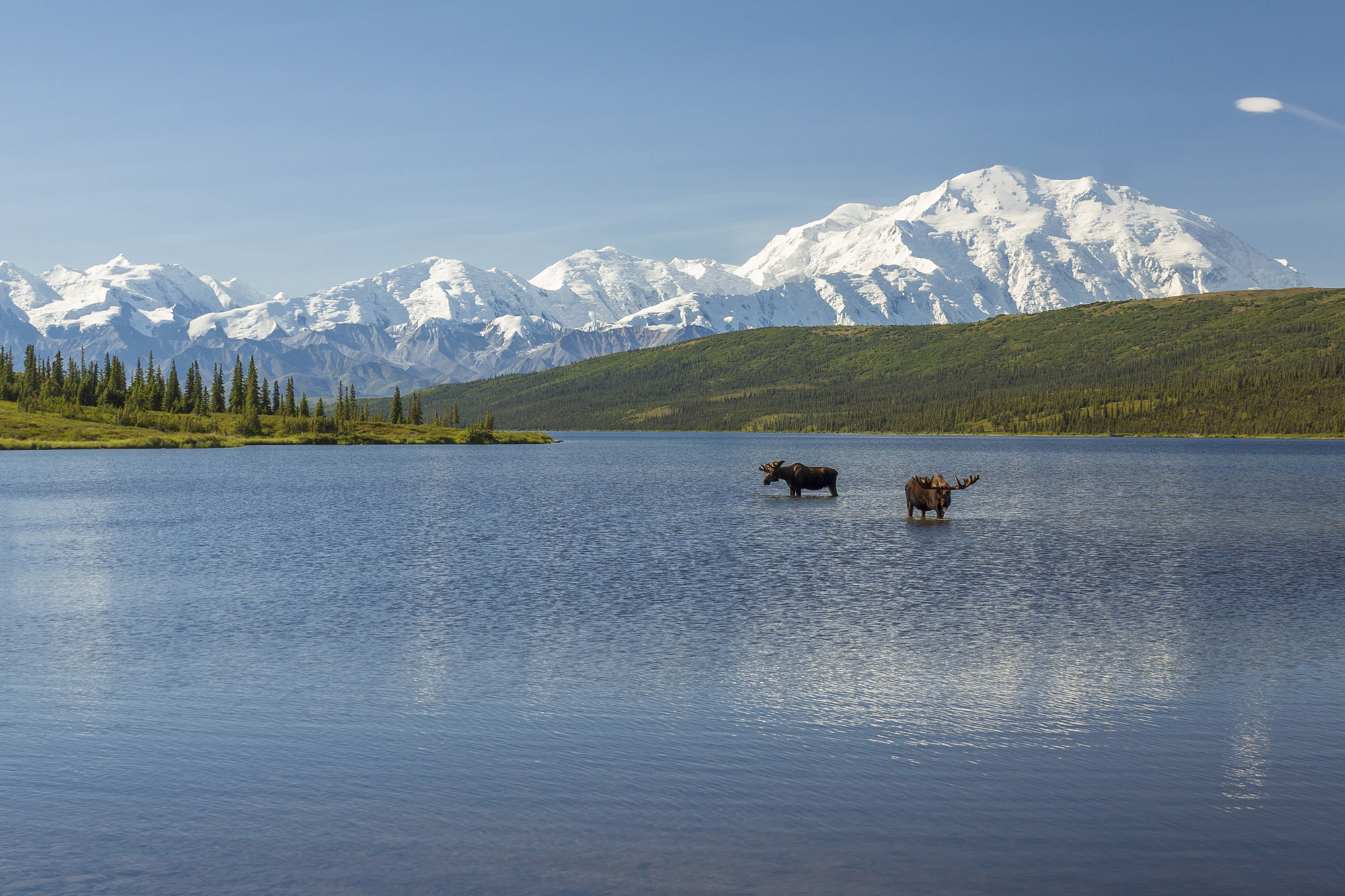 Usa Denali National Park Alaska Moose In Lake Mountains Blue Sky