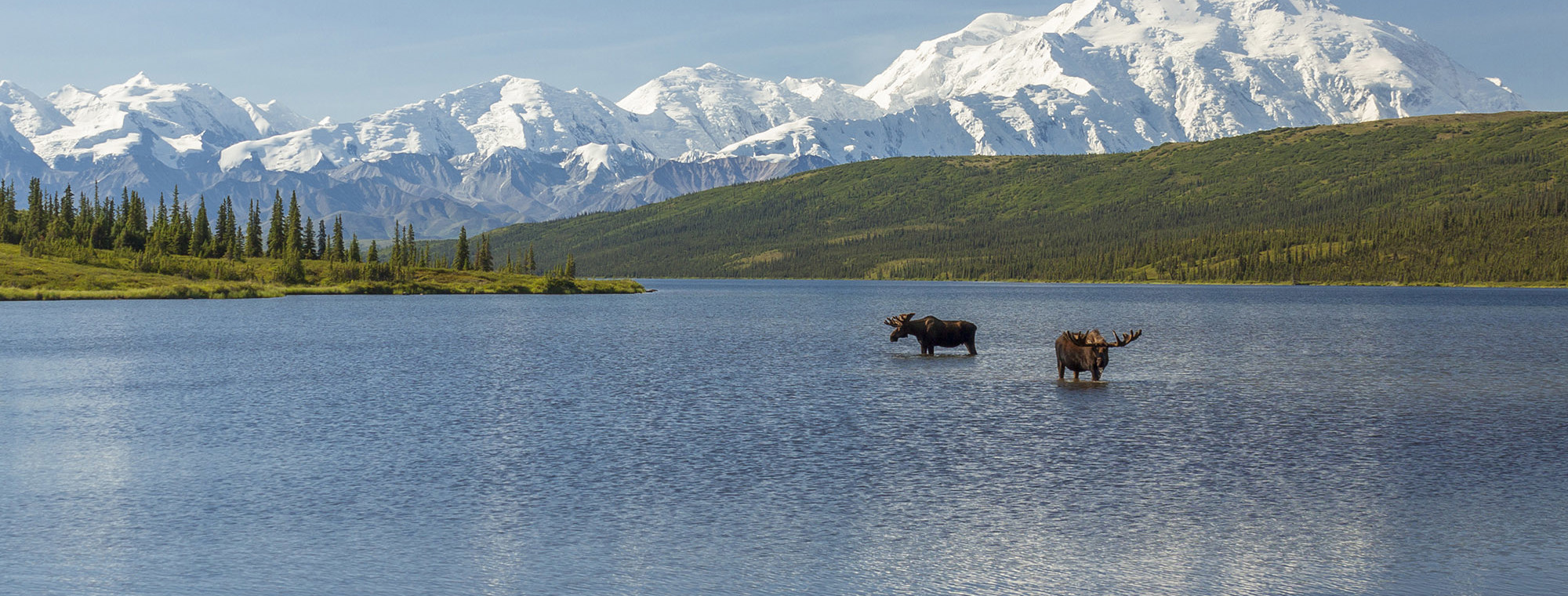 Usa Denali National Park Alaska Moose In Lake Mountains Blue Sky