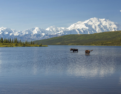 Usa Denali National Park Alaska Moose In Lake Mountains Blue Sky