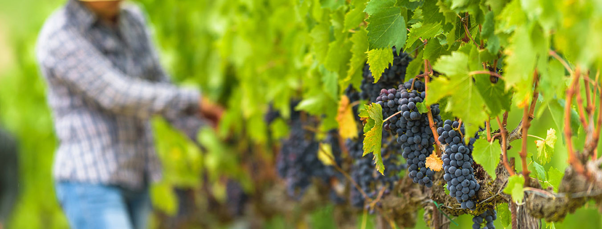 Usa California Grape Harvest