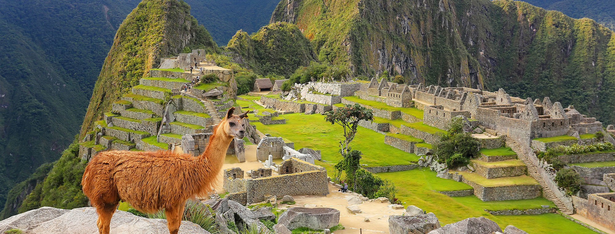 Peru Machu Picchu Llama