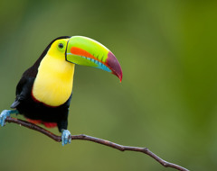 Costa Rica Toucan