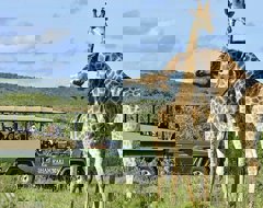 South Africa Shamwari Safari Giraffes